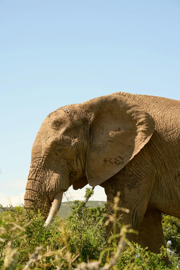 Elephant