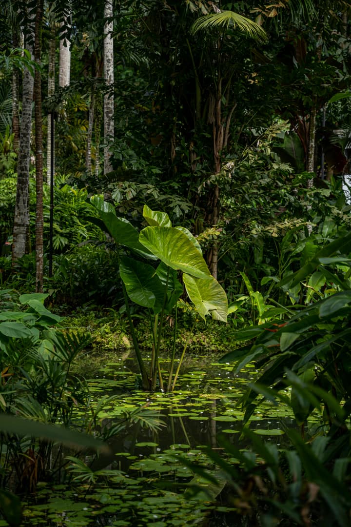 Jungle canopy