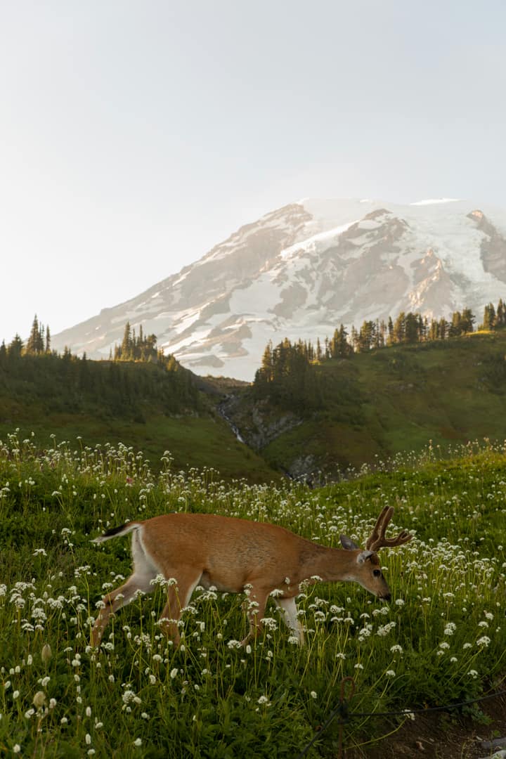Mountain & forest